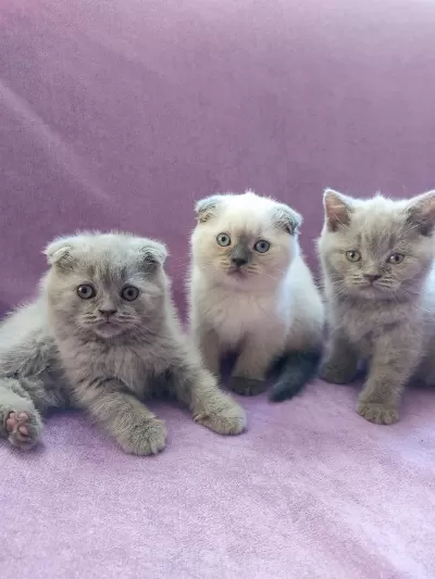 Scottish Fold Yavrularımız