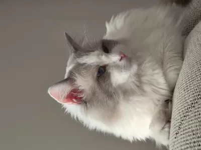 Safkan Ragdoll Blue Bi Color 5 Adet Yavru