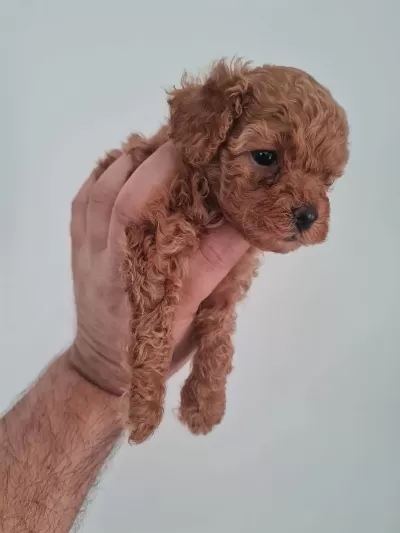 Toy Poodle Köpeğimiz Ankara Batıkent