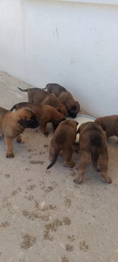 Orjinal Saf Belçika Malinois Deli Bunlar