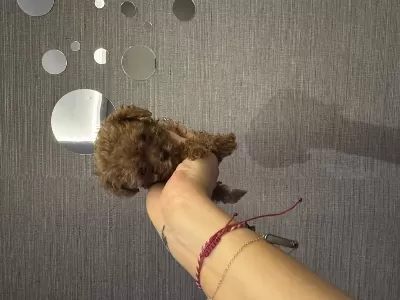 Evde Büyüyen Tuvalet Eğitimli Poodle Yavrular