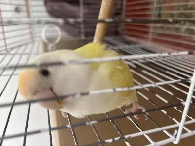 Çok Enerjik Sağlikli Cennet Papağani 1 Yillik