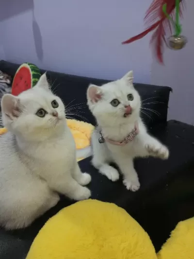 Safkan Scottish Fold Ve Straight Yavrular Catteryden