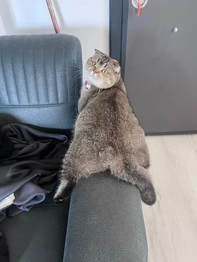 Harika Scottish Fold Dişi