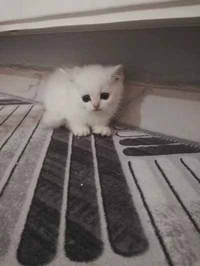 British Shorthair Yavrulara Ömürlük Yuva Aranıyor