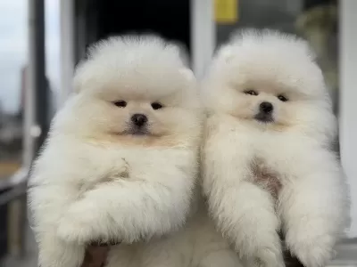 Petmode Köpek Çiftliğinden Teddy Face Pomeranian