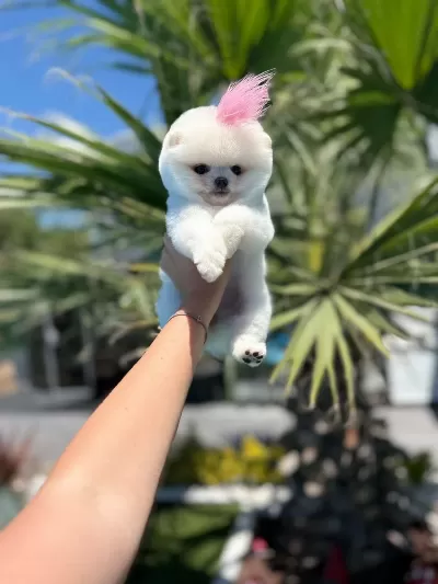 Orjinal Pomeranian Boo