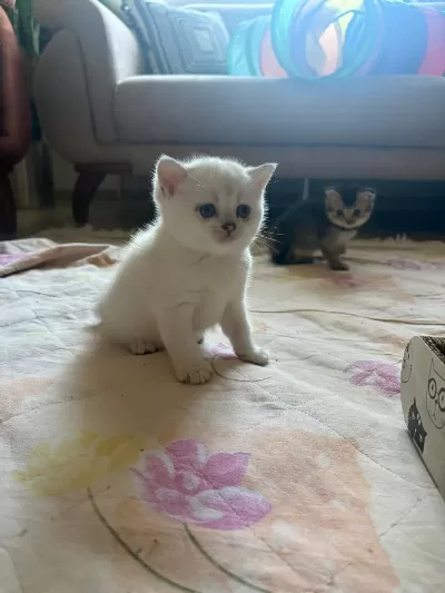 Beyaz Gri Sarı Renklerde Sakin Tatlı Cins Yavru Kedilerim