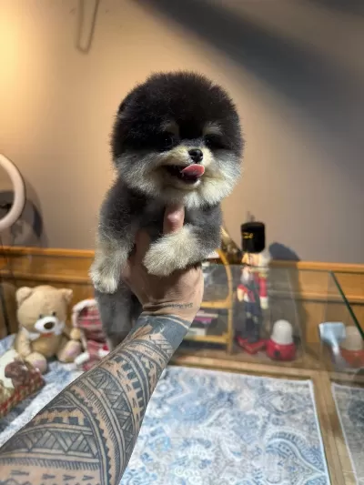 Orjinal Pomeranian Boo