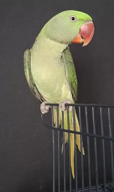 Erkek Jumbo Boy Alexander