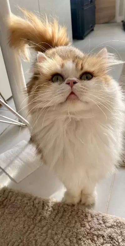 Harika Safkan Kedimiz