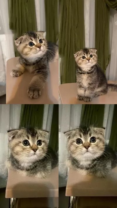 65 Günlük Yavru Scottish Fold Erkek