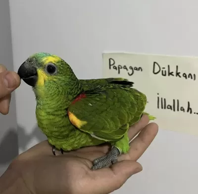 El Besleme Bebek Full Evcil Amazon Papağani