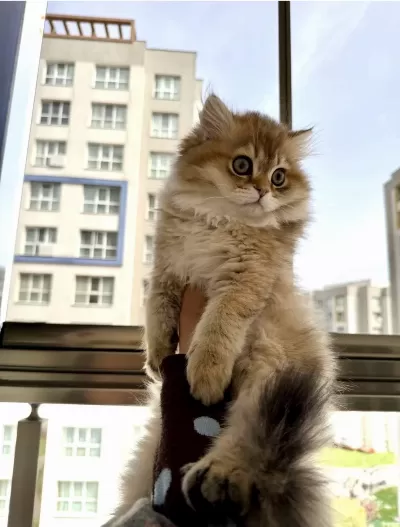 Golden British Longhair