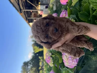 Orjinal Minyatür Toy Poodle Yavrular