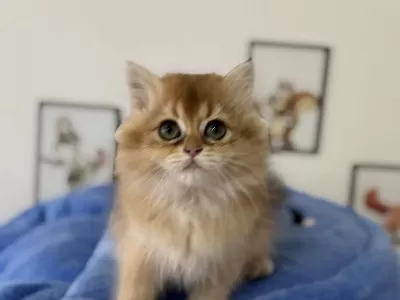 Ankarada Ziyarete Açık Golden British Longhair