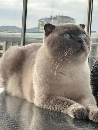 Scottish Fold Kedimize Acil Yuva Arıyoruz