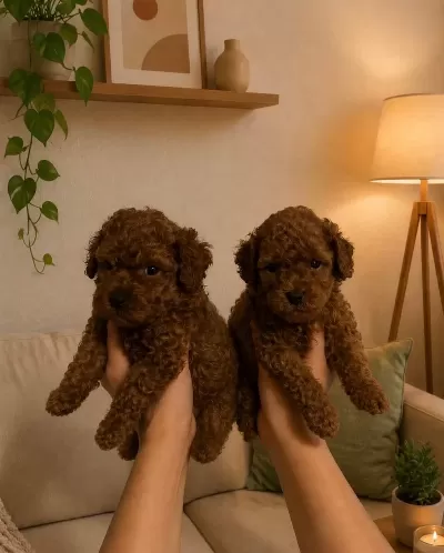 Gerçek Orjinal Ev Üretimi Toy Poodle