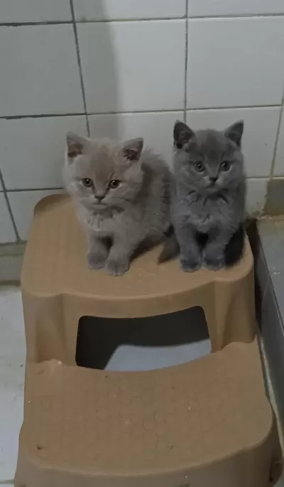 50 Günlük Minik Kedilerimiz Yuva Arıyor