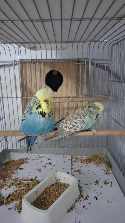 Show Jumbo Muhabbet Kuşu