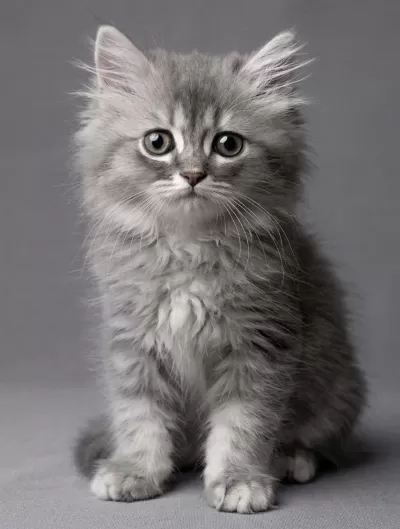 British Longhair Yavru Kedi Acil