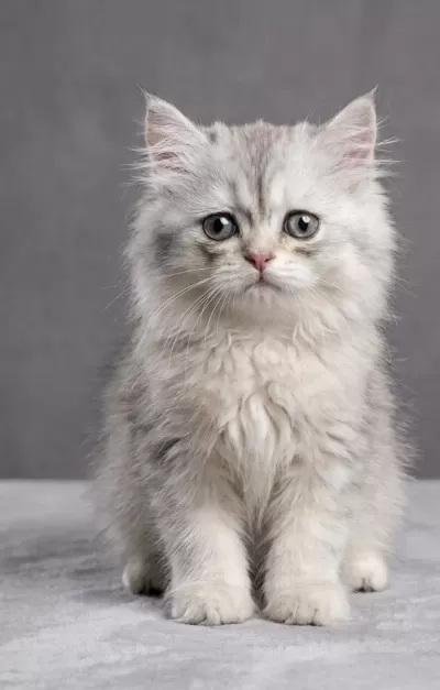 British Longhair Yavru Kedimiz Acil Sahiplendirme