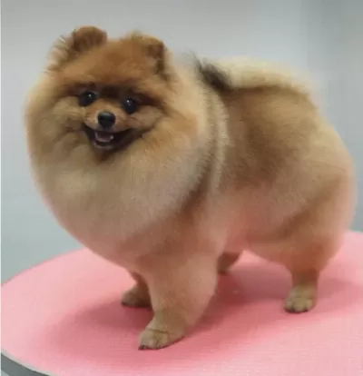 Pomeranian Dişi 3 Yaş