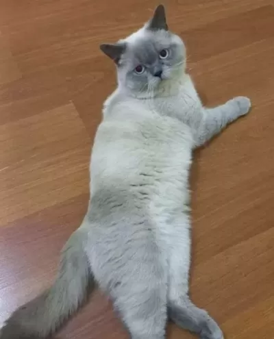 İyi Bakacak Aileye Tamamen Ücretsiz Erkek Blue Point Kedimiz