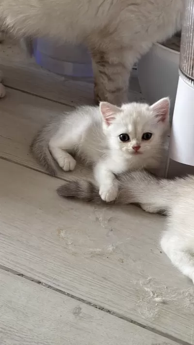 Muhteşem İnci Taneleri Kedilerim Yuvanıza Uğur Getirsin