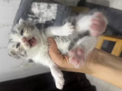Sağlıklı Tatlı Yavru Kediler