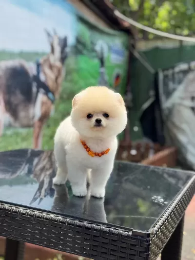 Üst Kalite Pomeranian Boo