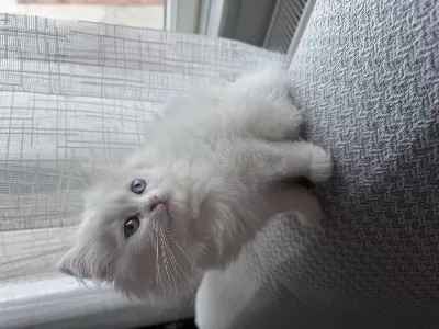British Longhair 2 Aylik Dişi