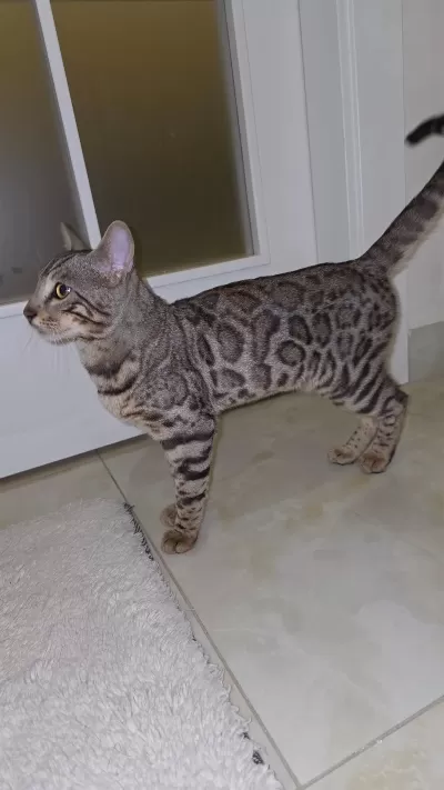 11-12 Aylık Sağlıklı Bengal Kedisi