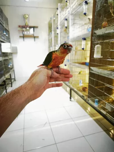 Nadir Bir Renk Nadir Bulunan Son Bebek Konur