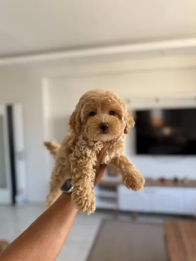 Sağlıklı Maltipoo Bebişlerim