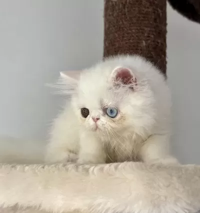 Kedimiz İçin Arayarak Bilgi Alin Mesajlar Ciddiye Alinmaz