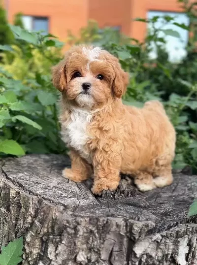 Mini Boy Teacup Maltipoo Miniklerimiz