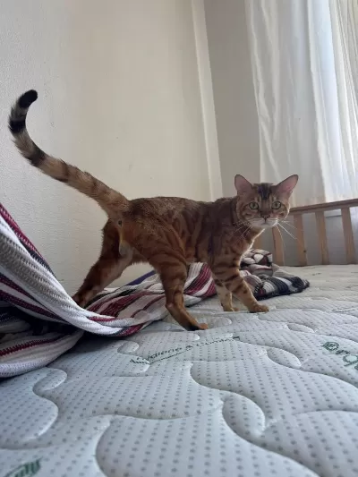 Erkek Bengal Kedisi Kısır Değildir