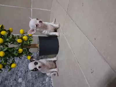 Köpeğimizde Kusur Aramayin Bulamazsiniz
