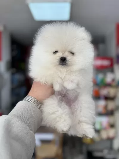 Pomeranian Kar Beyaz Yavrumuz