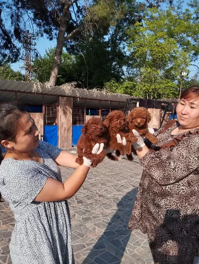 Kore Toy Poodle Yavrularımız Ruhsatlı Çiftliğimizden