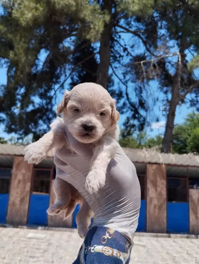 Maltipoo Yavrular Çiftlikten