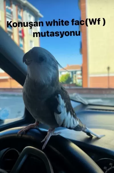 Evcil Konuşan Sultan Papağanı