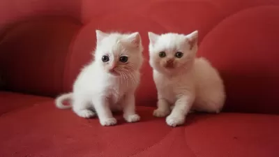 Safkan Scottish British Shorthair Blue Point Yavrular