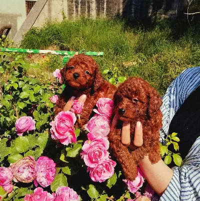 Toy Poodle Yavrular Ruhsatlı Çiftlikten