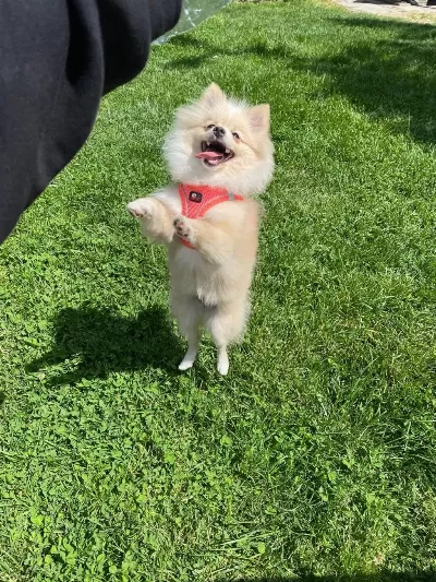 8 Aylık Dişi Pomeranian Yavrumuz
