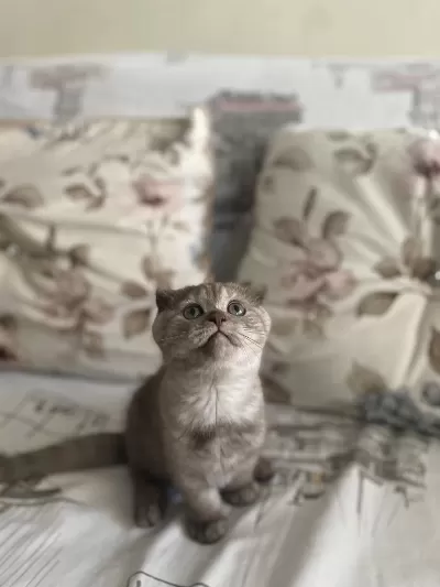 2 Buçuk Aylık Dişi Scottish Fold