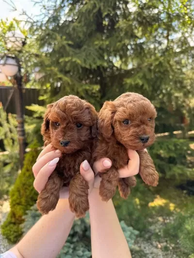 Toy Poodle Minik Köpeklerimiz