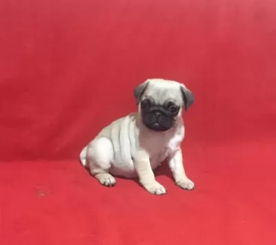 50 Günlük Dişi Pug Yavrusu