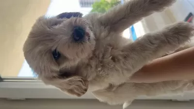 2 Aylık Yavru Maltipoo